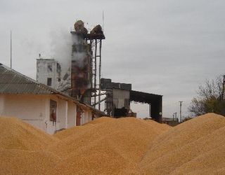 Цього року ДПЗКУ заготовила рекордні 2,7 млн тонн зерна